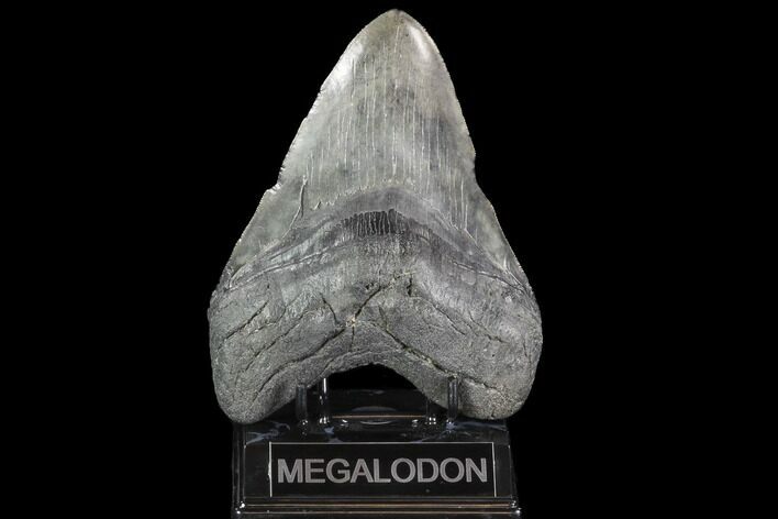 Huge, Fossil Megalodon Tooth - South Carolina #88275